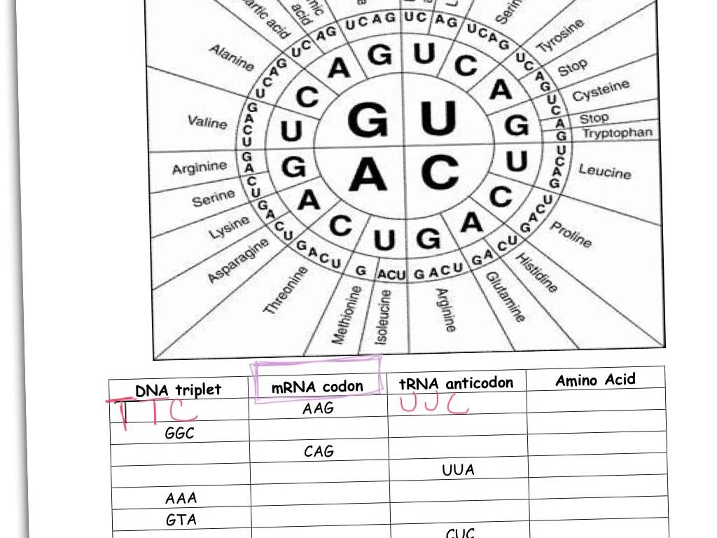 Codon Worksheet Answer Key Biology Junction  442298