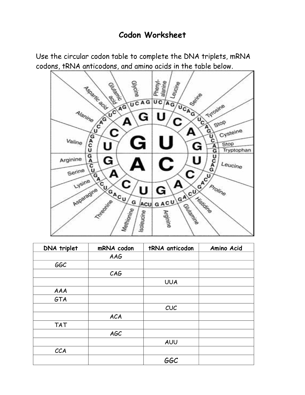 Codon Worksheet Key Codon Worksheet Flashcards Quizlet