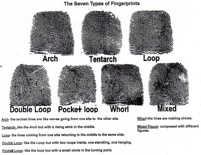 Comparing Fingerprints Worksheet The Best Worksheets Image