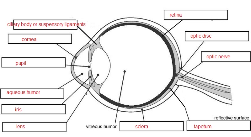 Cow Eye Labeled Diagram