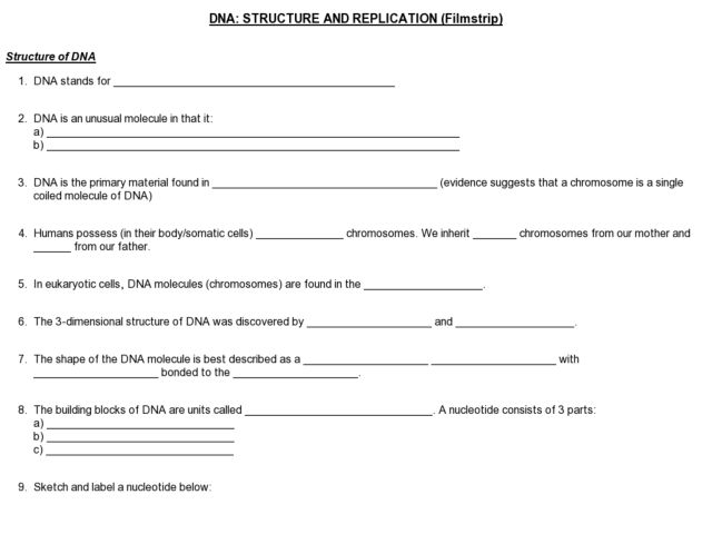 Dna Replication Activity Worksheet