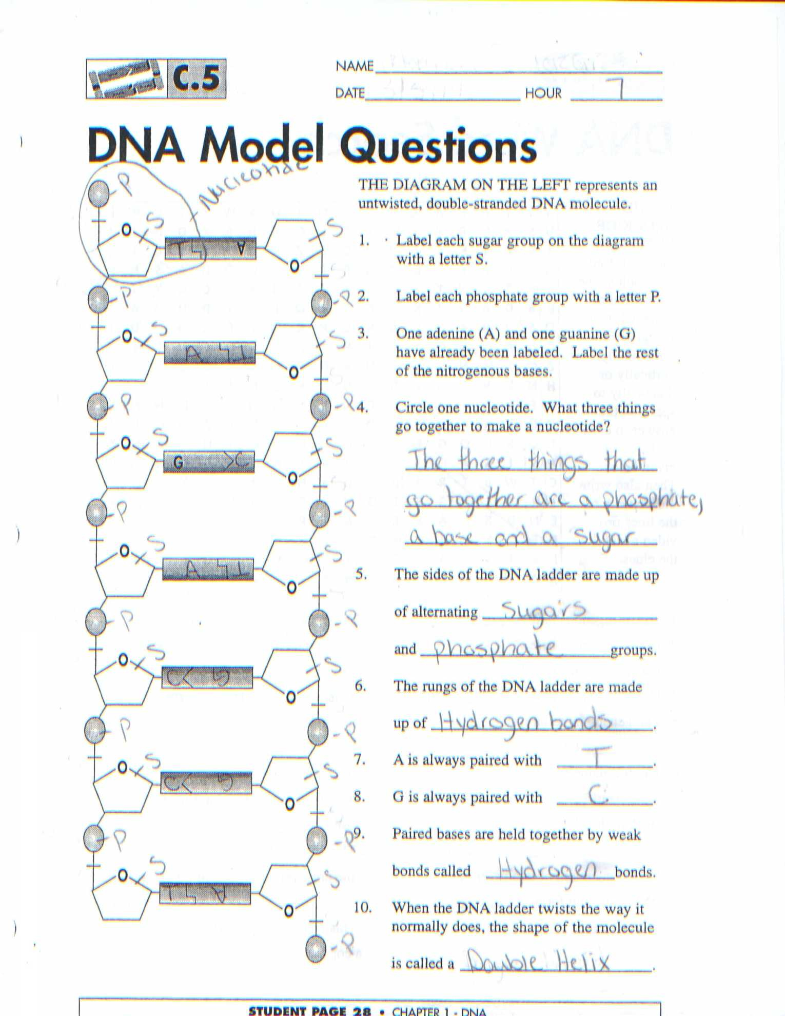 Dna The Molecule Of Heredity Worksheet The Best Worksheets Image