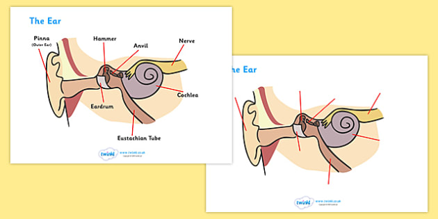 Ear Worksheets