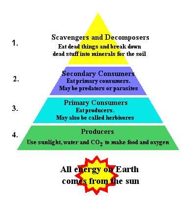 Ent 425 General Entomology Course Materials, Ecological Pyramid