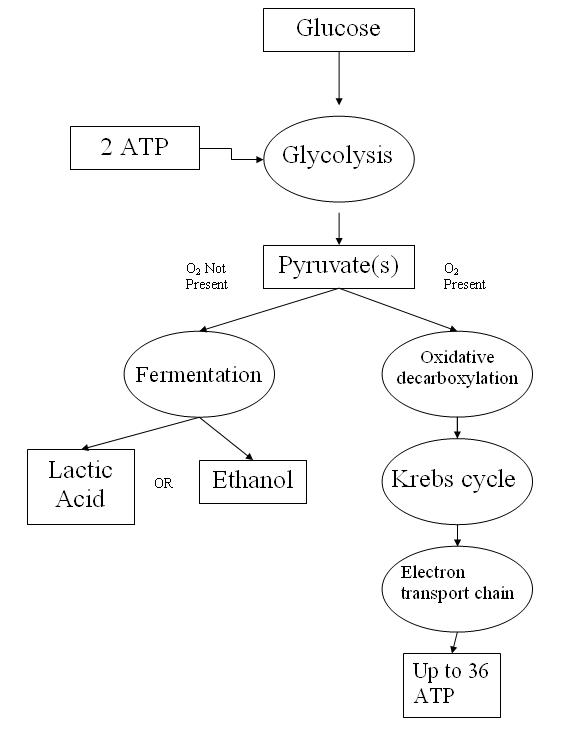 Fermentation Worksheet Answer Key