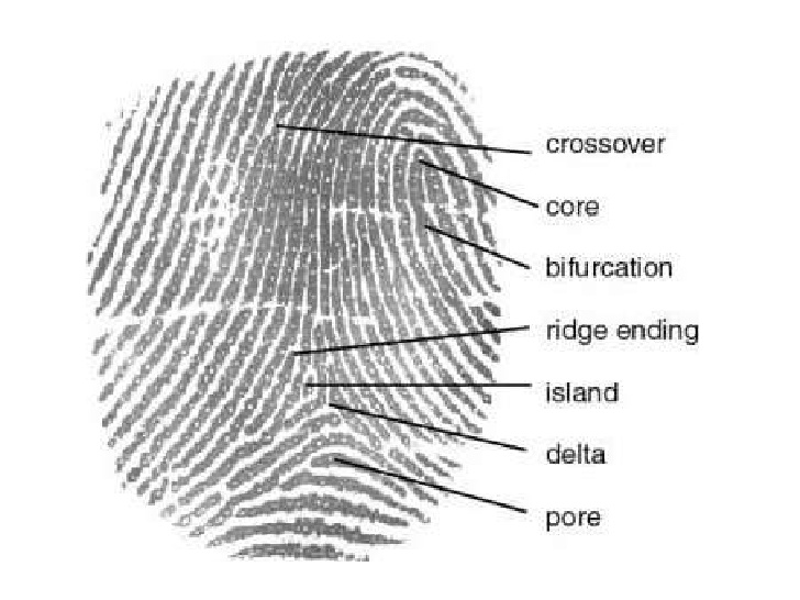 fingerprint-identification-worksheets