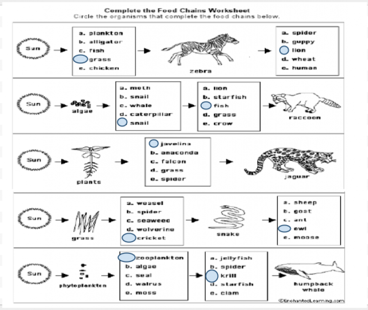 Food Chains And Webs Worksheet 636689