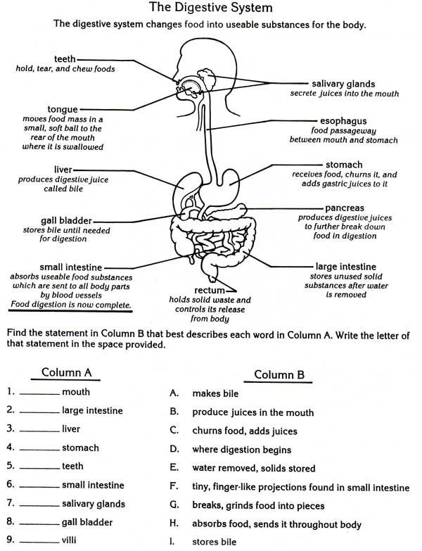 Food Digestion Worksheets