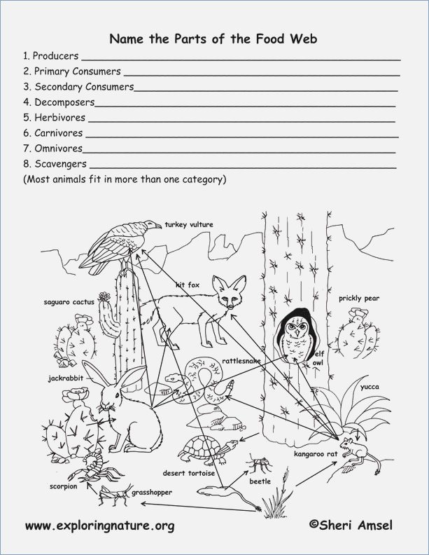 Food Webs And Food Chains Worksheet Answers 15 Great Food Chain