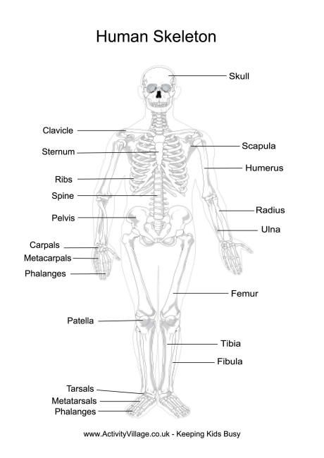 Free Printable Human Anatomy Worksheets