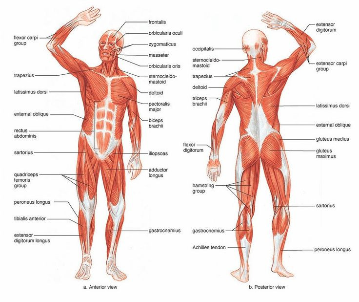 Free Printable Human Anatomy Worksheets