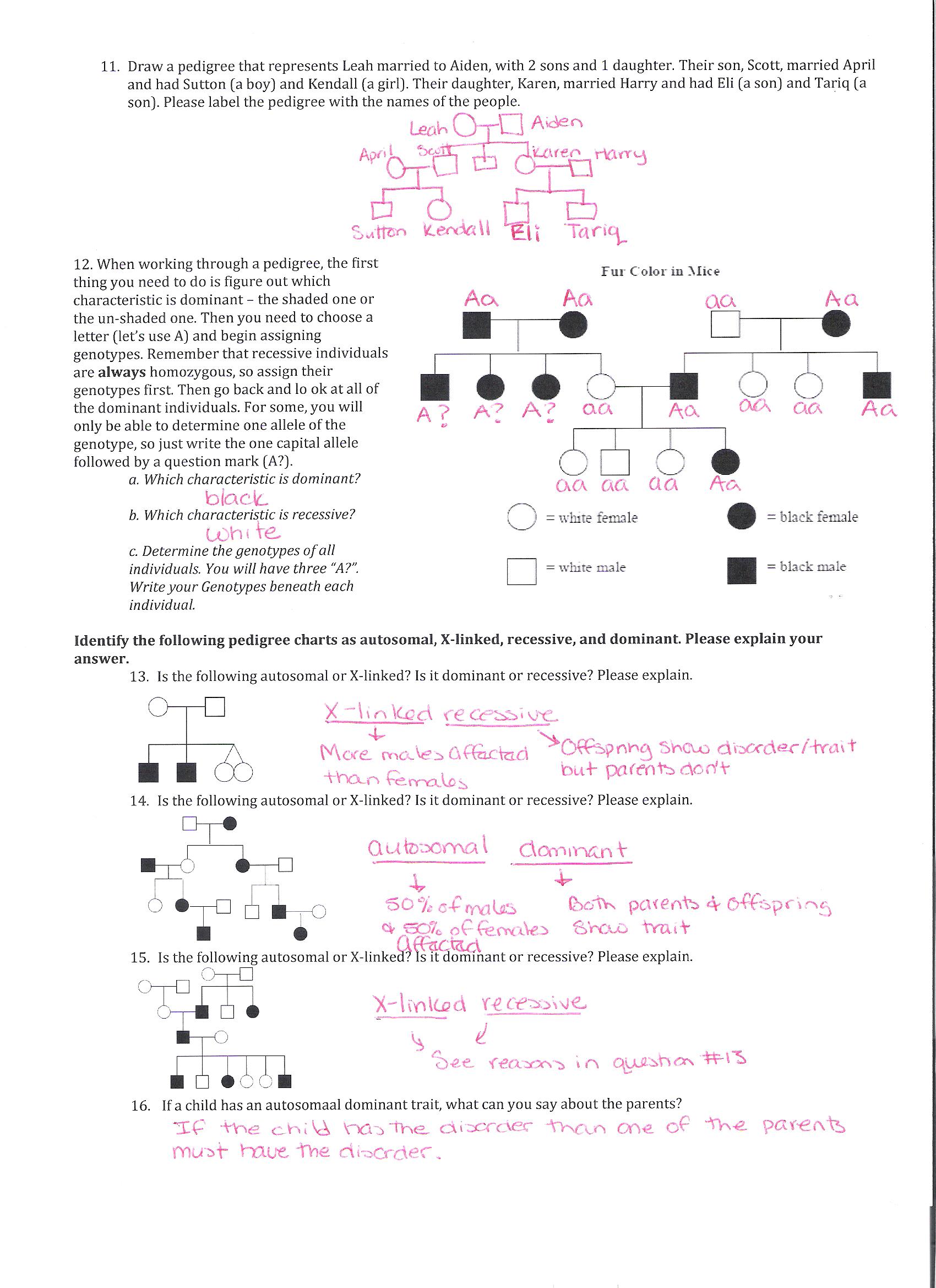 Genetic Worksheet Answers Davezan, Genetics Worksheet Answers