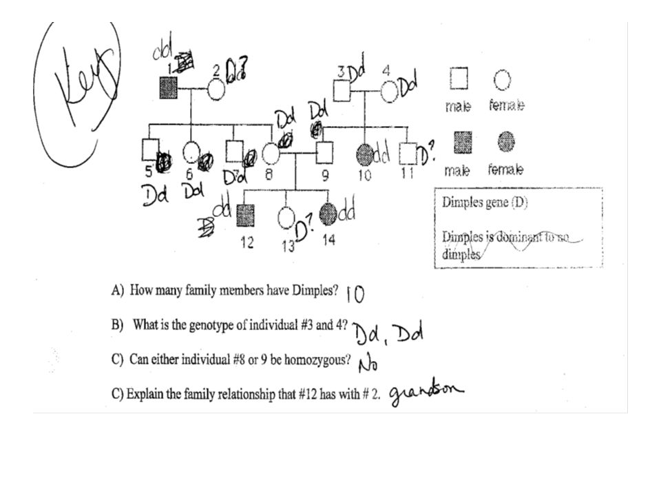 genetics-pedigree-worksheets-answer-key