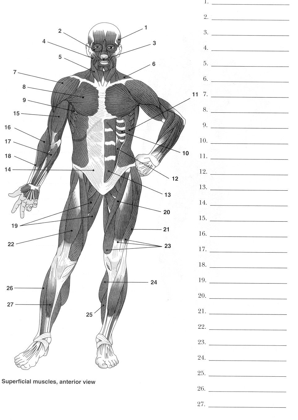 Human Body Muscle Diagram Worksheet