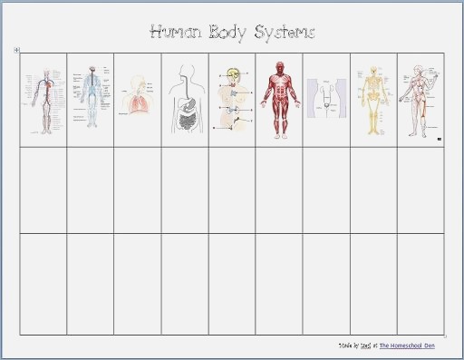Human Body Systems Worksheets Middle School On Social Status Caste