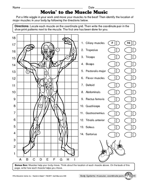 Human Body Systems Worksheets Middle School The Best Worksheets