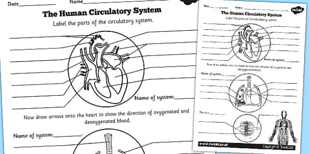 Human Circulatory System Worksheet Ks2