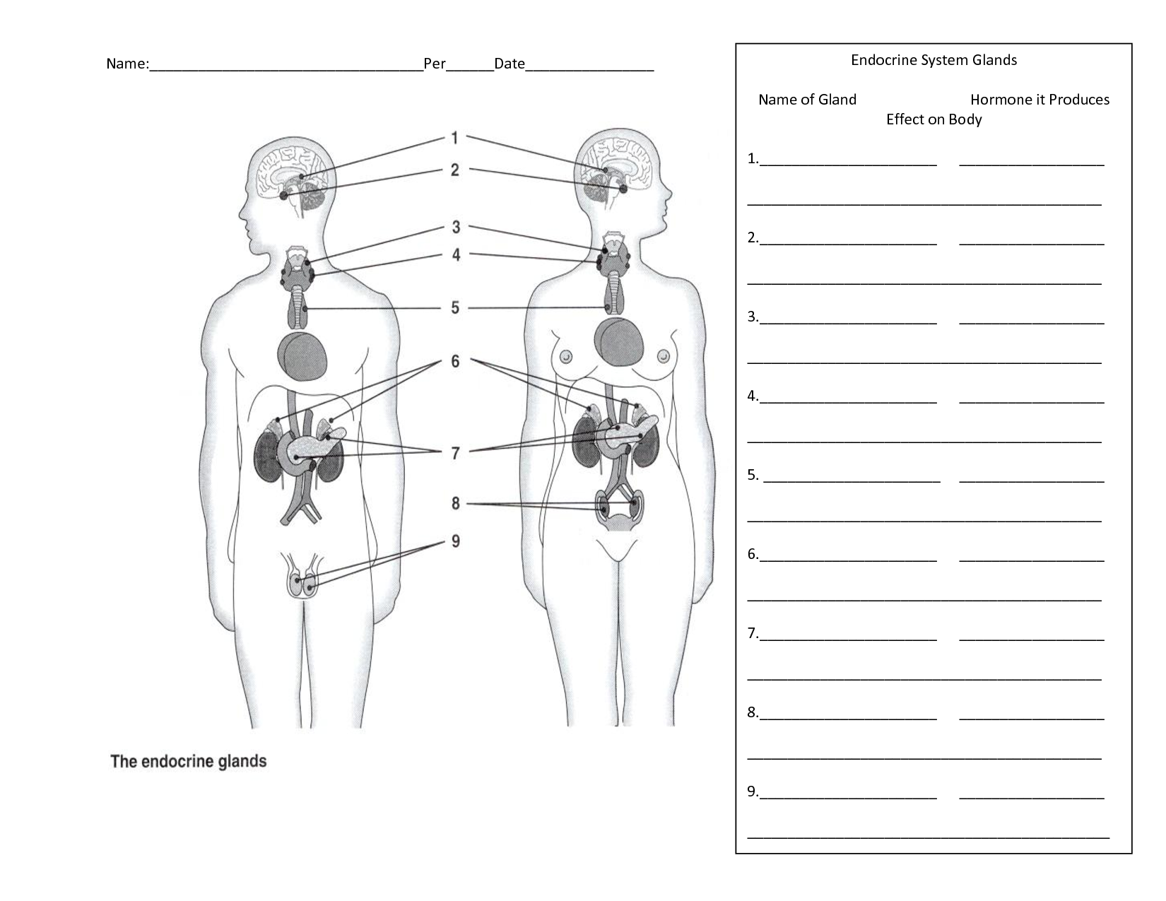 Human Endocrine System Worksheet Davezan, Endocrine System