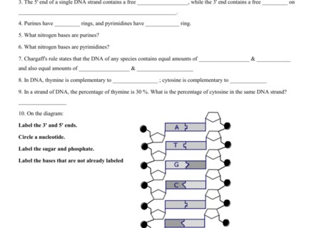 Image Gallery Heredity Worksheets, Heredity Worksheets