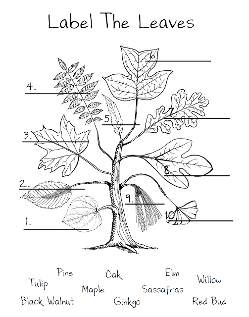 Leaf Dichotomous Key Worksheet The Best Worksheets Image