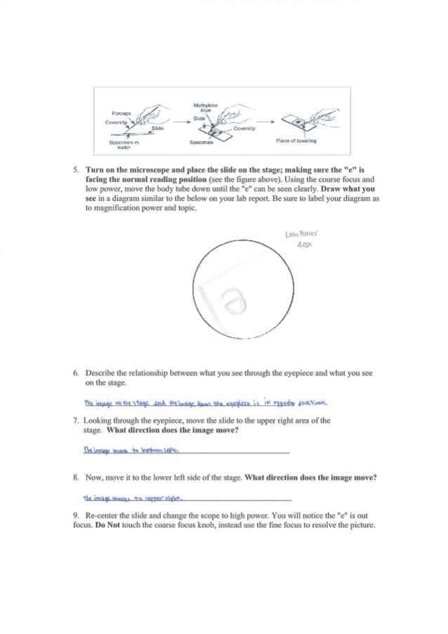 Letter E Lab Worksheet