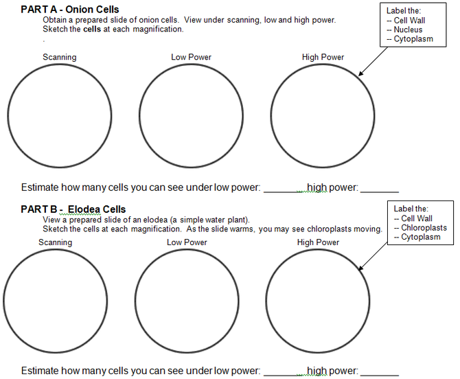 Microscope Lab Worksheet Free Worksheets Library, Microscope Lab