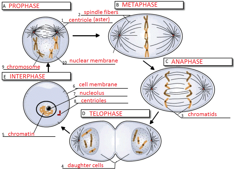 Mitosis Cell Cycle Diagram Fill