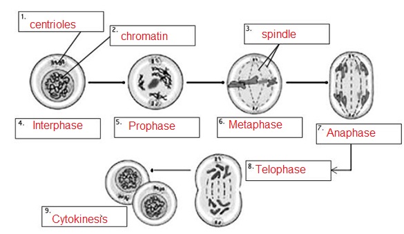 Mitosis Practice Answer Key Coloring Images For Kids Mitosis