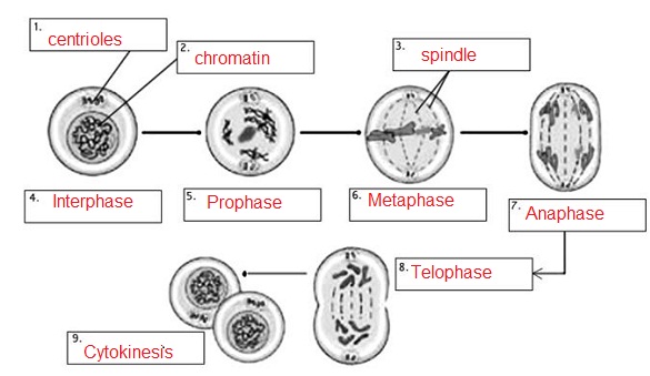 Mitosis Practice Answer Key Coloring Images For Kids ...