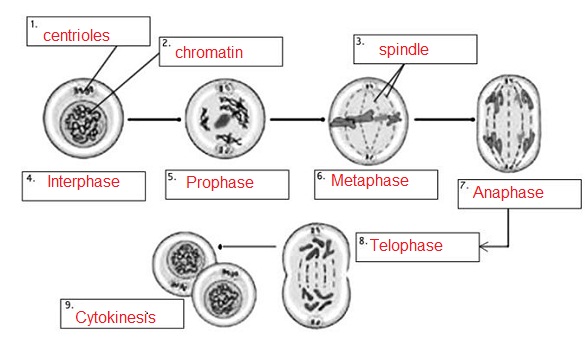 mitosis-practice-answer-key-coloring-images-for-kids-mitosis-free-worksheets-samples