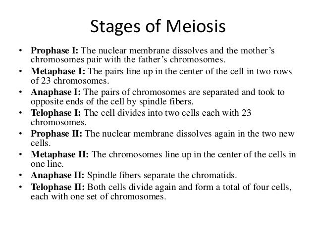 Mitosis Worksheet Matching Meiosis Matching Worksheet Key Meiosis