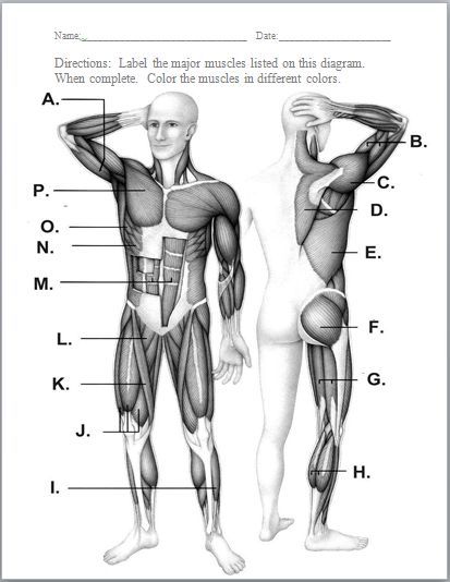 Muscular System