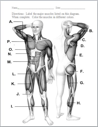 Muscular System Worksheet 23 Free Download 130 Best Anatomy The