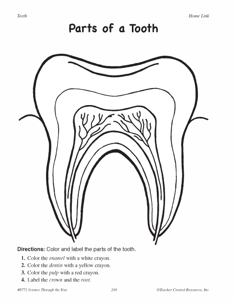 Parts Of A Tooth Worksheet