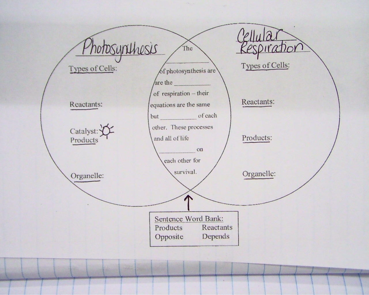 Photosynthesis And Cellular Respiration Venn Diagram