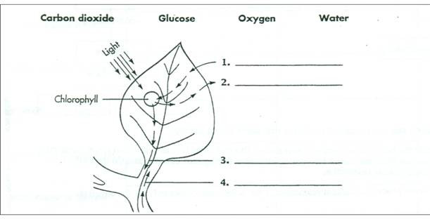 Photosynthesis Diagrams Worksheet Answer Key The Best Worksheets