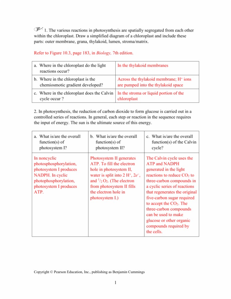 Photosynthesis Making Energy Worksheet With Answers