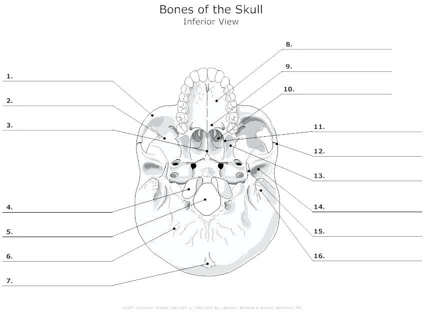 Printable Anatomy Labeling Worksheets Skull Bones Coloring With