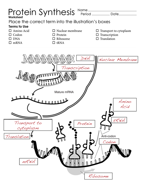 Protein Synthesis Worksheet â Steemit Free Worksheets Samples