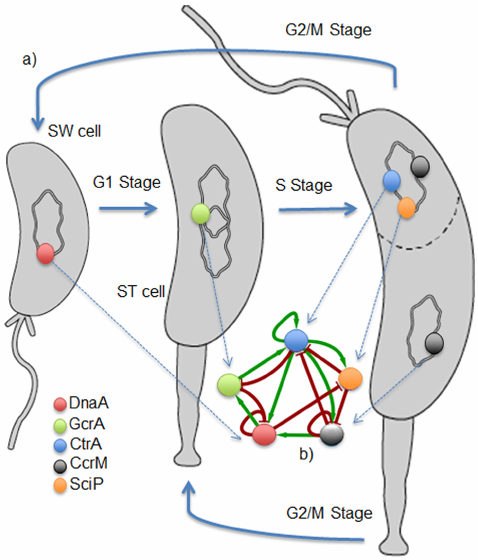 Schematic Diagram Of Cell Cycle