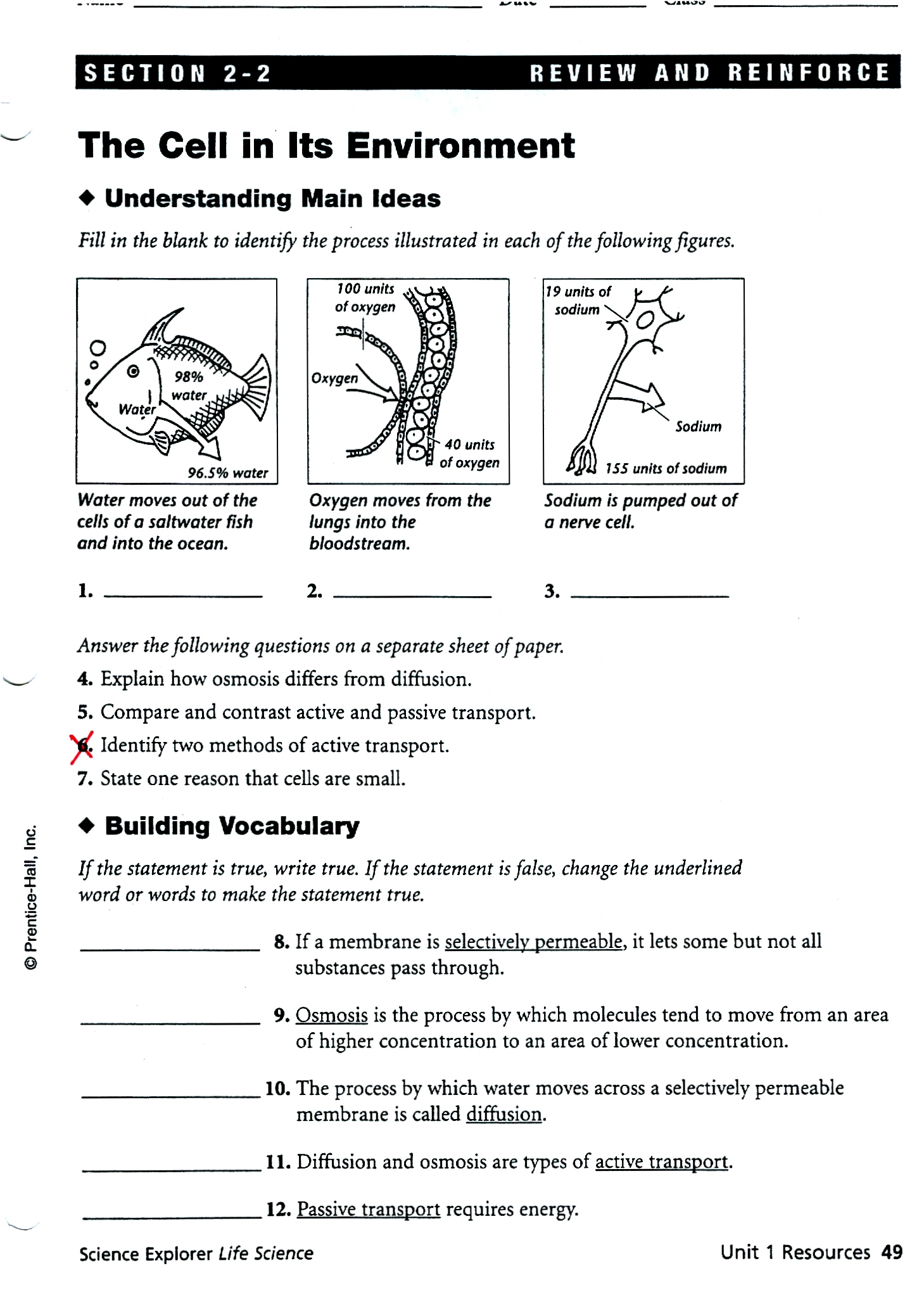 The Cell In Its Environment Worksheet