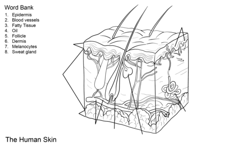 The Skin Coloring Worksheet Human Skin Anatomy Worksheet Coloring