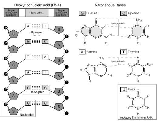 The Structure Of Dna