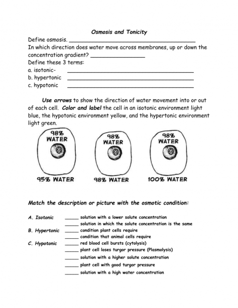 Osmosis And Tonicity Worksheets Answer Key