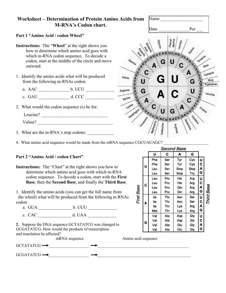 Codon Worksheets Answers