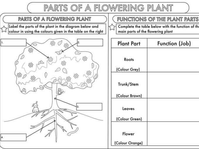 Year 3 Science  Parts Of A Plant Worksheet By Beckystoke