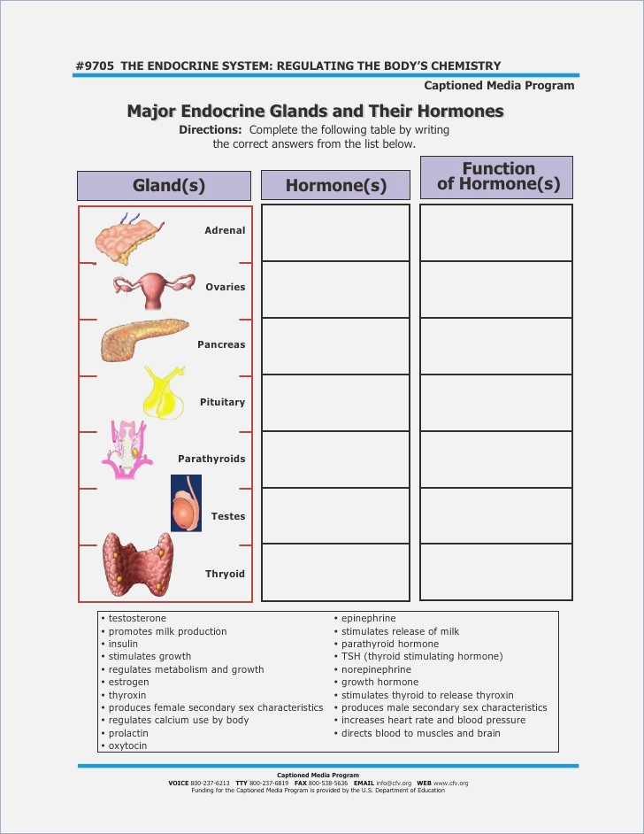 Your Endocrine System Worksheet  953935