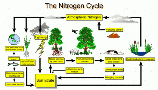 The Nitrogen Cycle Quiz