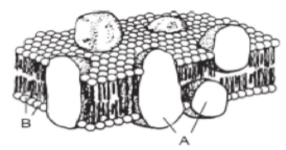 Cell Membrane Structure And Function Quiz | Free Worksheets Samples
