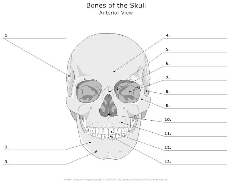 47 Best Anatomy Worksheets Images On Free Worksheets Samples Human Body Bones